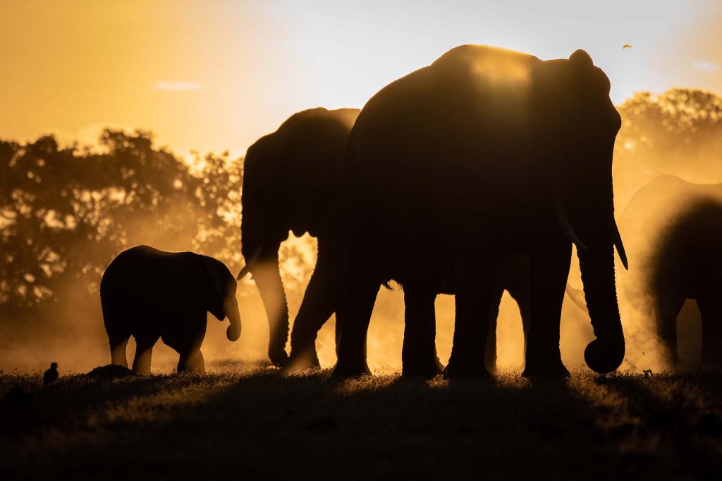 A silhouette of a herd of elephant, Loxodonta africana, sunset background
