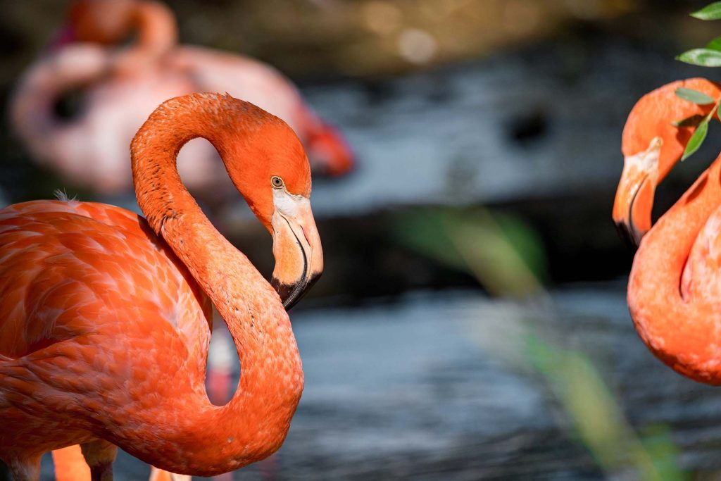 Close up american flamingo or Phoenicopterus ruber near water in captivity. Selective focus.