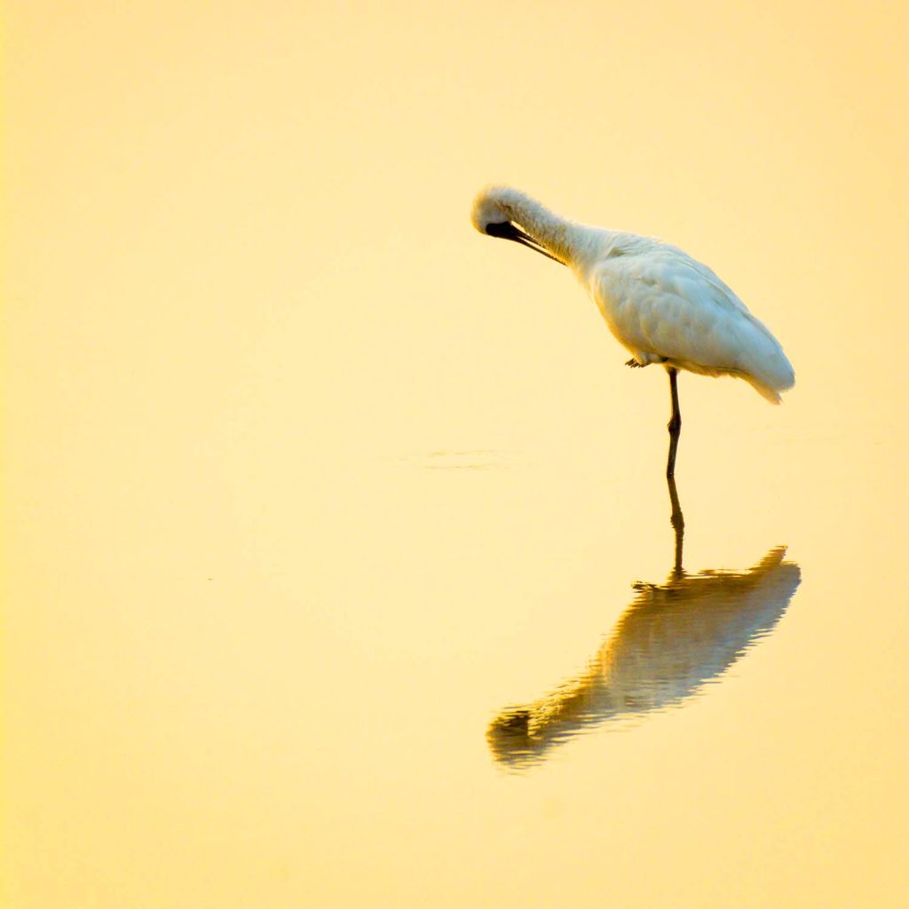 the-endangered-specie-black-faced-spoonbill-gloomi-FNQLQLP