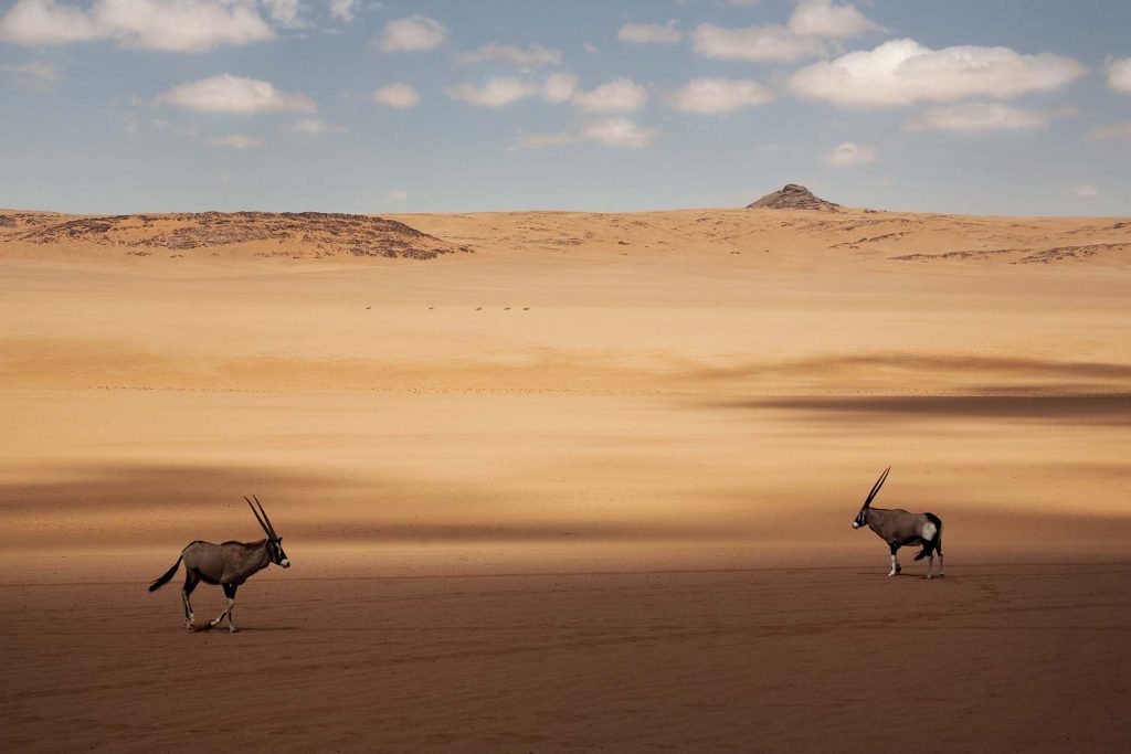 Two oryx standing in the African desert.