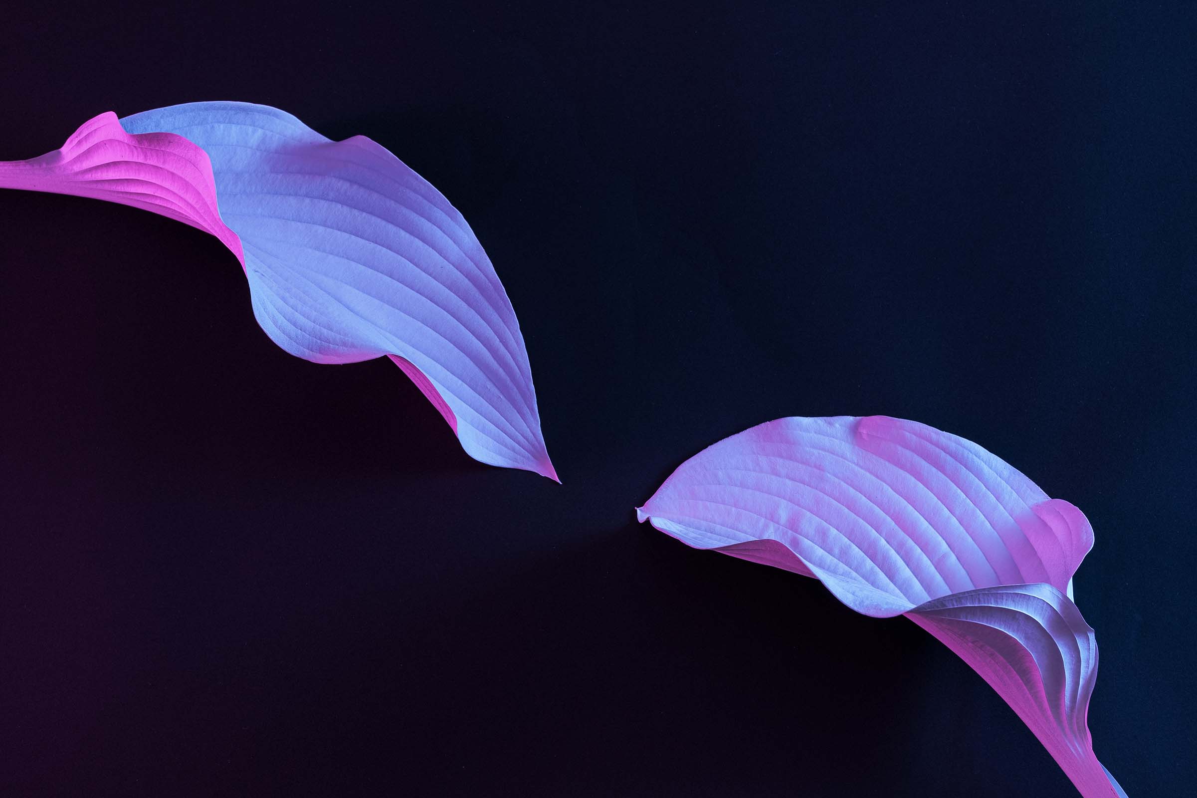 Futuristic leaves of a plant in cyberspace on a black background. Modern minimal concept of nature in the future.
