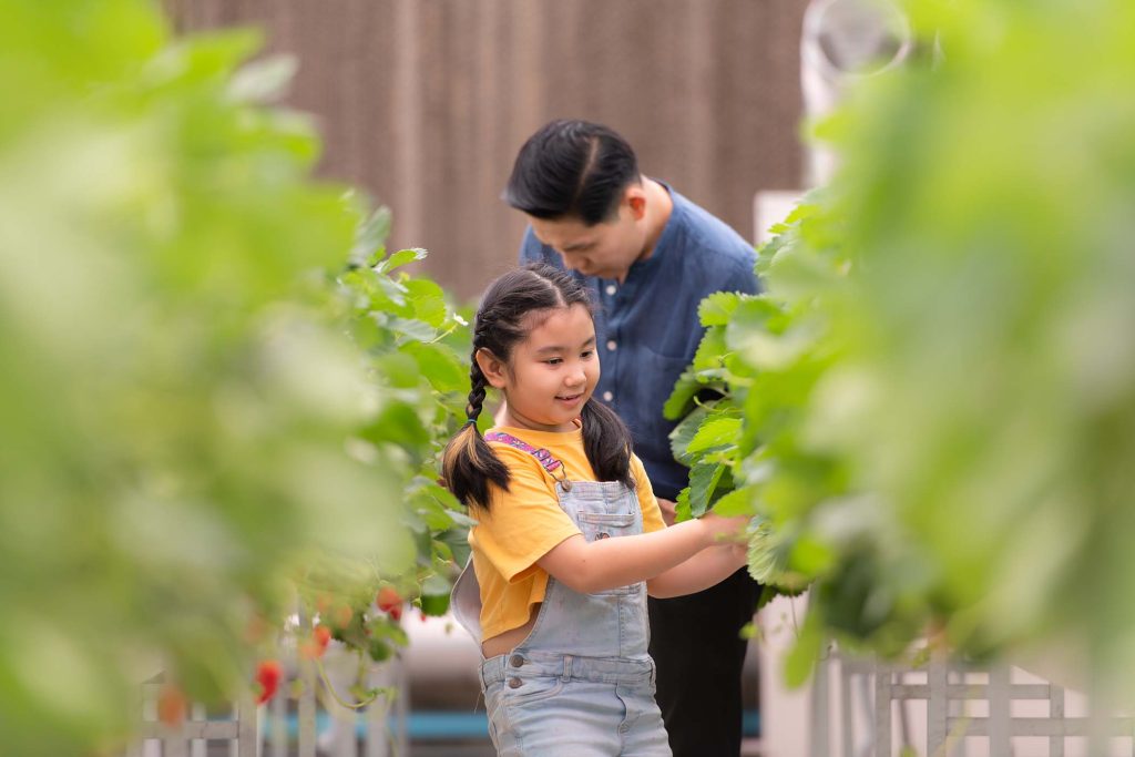 A father and daughter visit an organic strawberry garden on a closed farm. Have fun picking strawberries together.