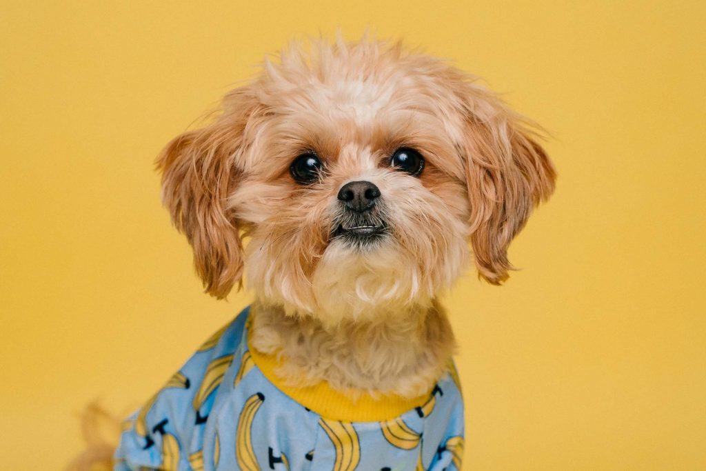 Dog day care club turning pets into TikTok stars