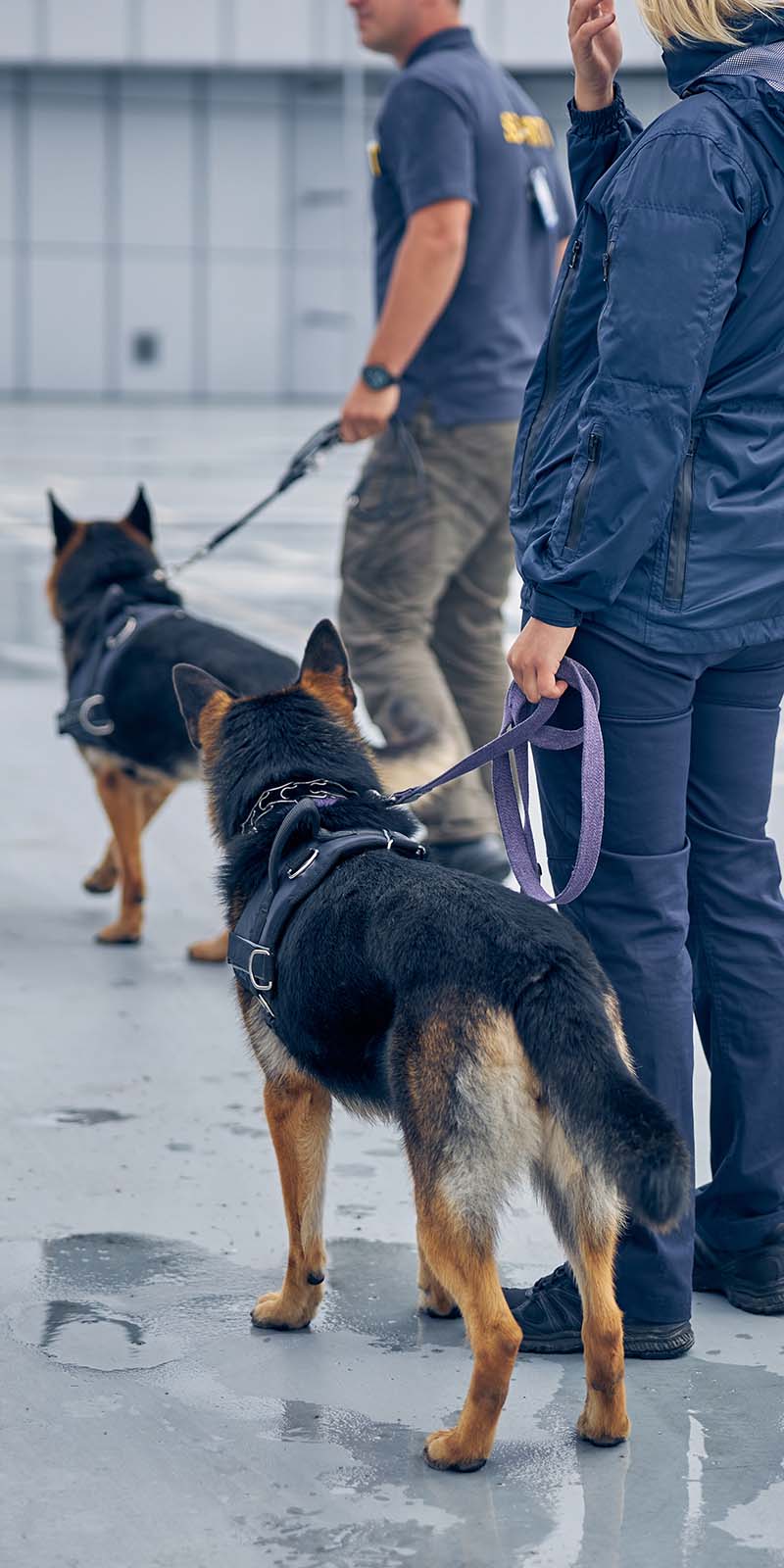 Two border service officers checking perimeter with German Shepherd dogs